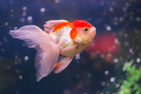 portrait of goldfish in aquarium blue water closeupの写真素材