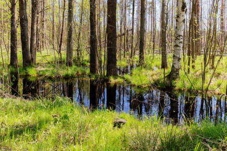 landscape with a flood in the spring forestの写真素材