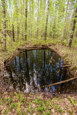 puddle with reflections in a spring forestの写真素材