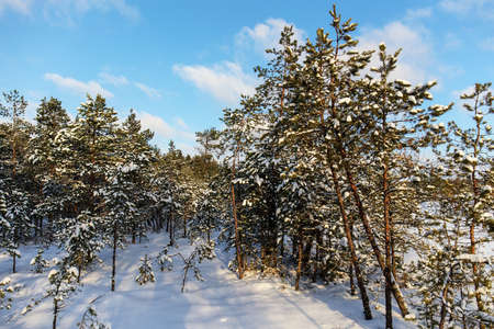 sunny landscape in a winter pine forestの写真素材