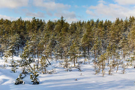sunny landscape in a winter pine forestの写真素材