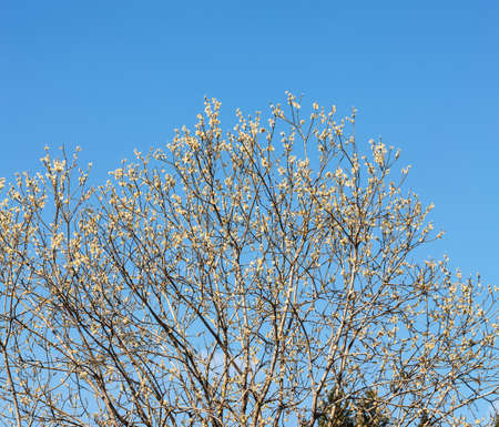 blooming willow in spring wood against the sky