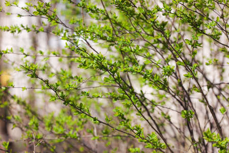 branches of bushes with green leaves in springの写真素材