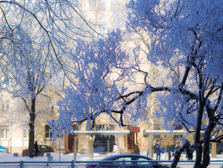 trees in the hoarfrost in the winter cityの写真素材