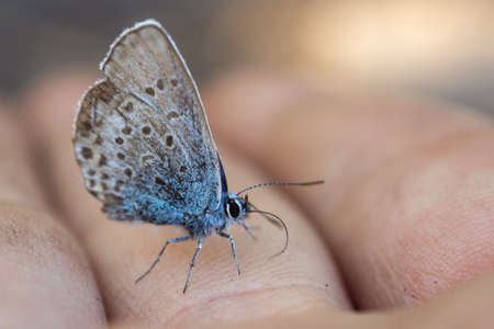 little butterfly on a finger close upの写真素材