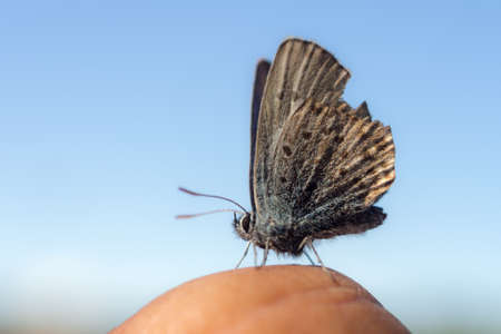 little butterfly on the sky backgroundの写真素材