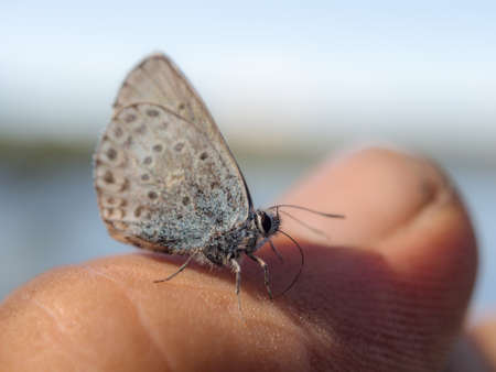 little butterfly on a finger close upの写真素材
