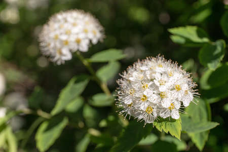 blooming branch of spirea in spring closeupの写真素材