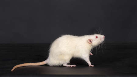 studio portrait of a white domestic ratの写真素材