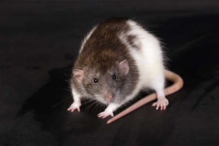 studio portrait of a domestic rat on blackの写真素材