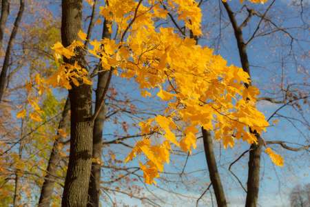 autumn maple foliage in the foreground against the sky backgroundの写真素材