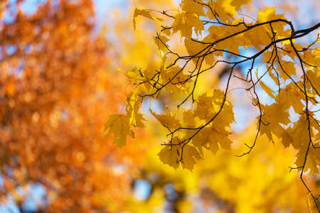 branch of a maple with autumn foliage in the foregroundの写真素材