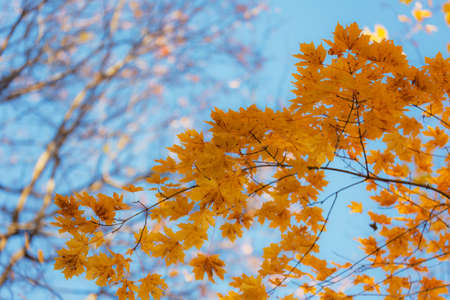 autumn maple foliage in the foreground against the sky backgroundの写真素材