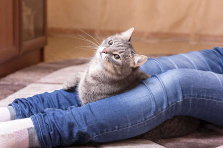 portrait of a domestic cat at the feet of the mistressの写真素材