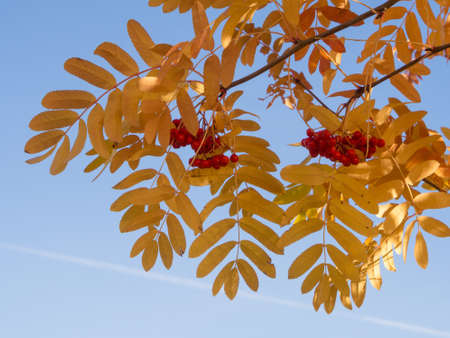 ripe red rowan berries in autumn dayの写真素材