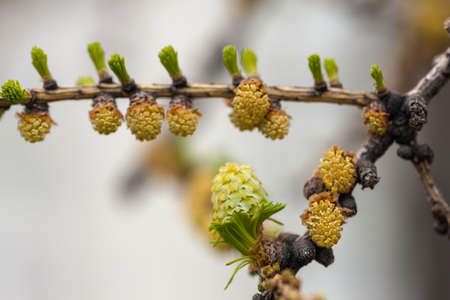 twig blossoming larch in the spring close upの写真素材