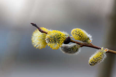 buds of a willow in the spring closeupの写真素材