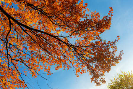 bright autumn foliage of oak against the sky