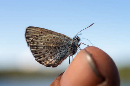 little butterfly on a finger close upの写真素材