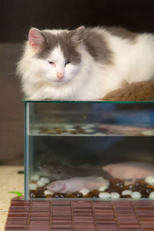 cat lies on the aquarium with axolotlsの写真素材