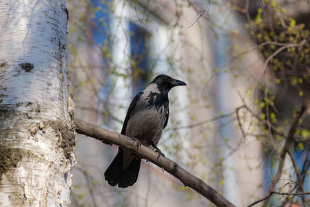 crow sits on a birch branch in springの写真素材