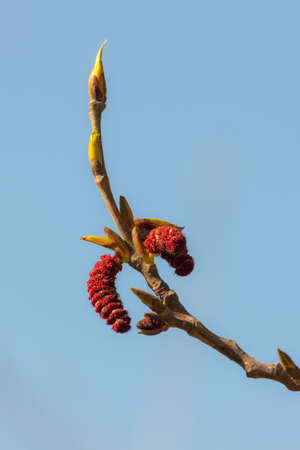 poplar buds in the spring close upの写真素材
