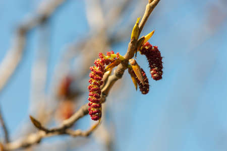 poplar buds in the spring close upの写真素材