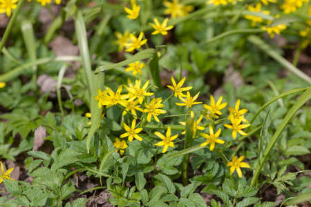little yellow spring flowers in the grass