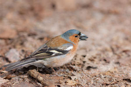 Portrait of a chaffinch with a seed in its beakの写真素材