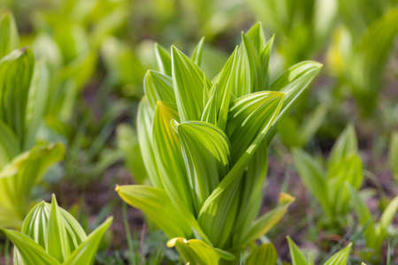 green leaves of flower sprouts in springの写真素材