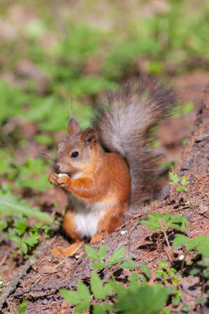 squirrel on a spring grass under a tree eating a nutの写真素材