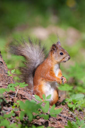 Portrait of the squirrel in the spring closeupの写真素材