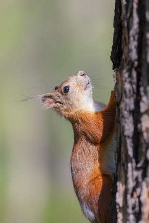 portrait of a squirrel on a tree trunkの写真素材