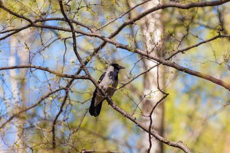crow sits on a tree branch in spring
