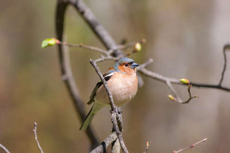 portrait of chaffinch on a branch of spring tree