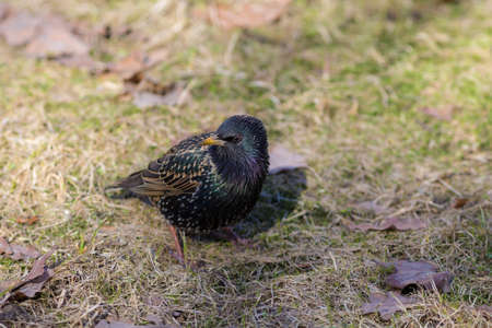 portrait of a starling on spring grass closeup