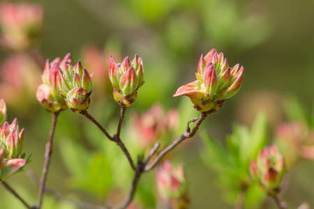 beginning of flowering rhododendron in the foregroundの写真素材