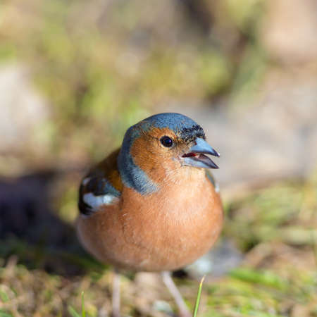 portrait of the chaffinch on the grass close upの写真素材