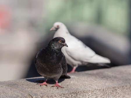 Black and white pigeons close up in the foreground