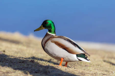 portrait of a duck on the grass close up