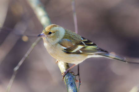 portrait of a chaffinch on a branch closeup