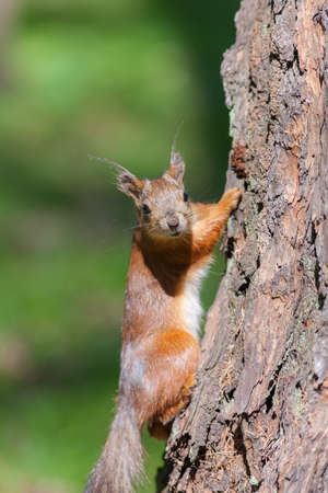 portrait of a squirrel on a tree trunk