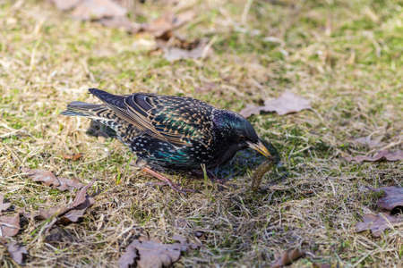 portrait of a starling with a caterpillar in its beakの写真素材