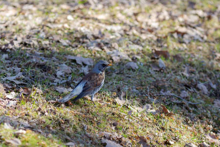 fieldfare on the ground with dry leaves in springの写真素材