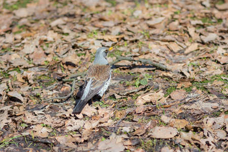 fieldfare on the ground with dry leaves in springの写真素材