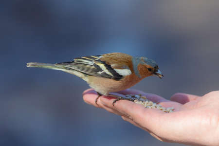 chaffinch on the palm of a person eating seedsの写真素材
