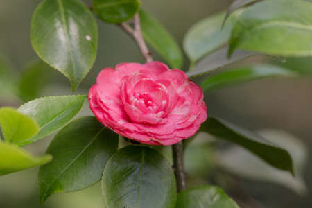 red camellia flower on a branch closeupの写真素材