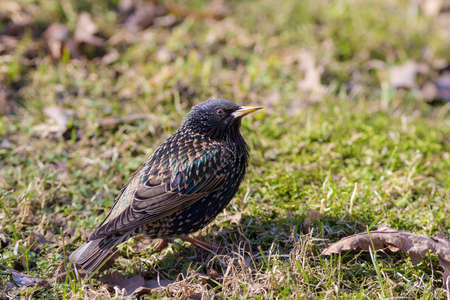 portrait of a curious starling on spring grassの写真素材