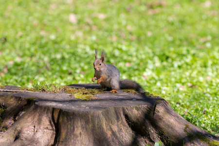 squirrel on a hemp in a spring parkの写真素材