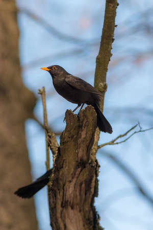 portrait of a blackbird on a tree